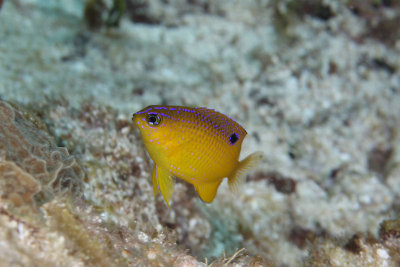 Longfin damselfish juvenille