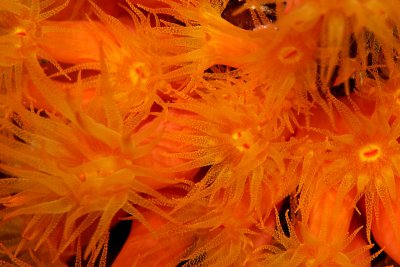 Orange cup coral - at night on CCV wall