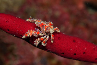 Cryptic teardrop crab on red rope sponge