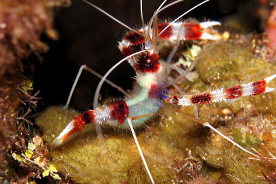 Banded cleaner shrimp with eggs