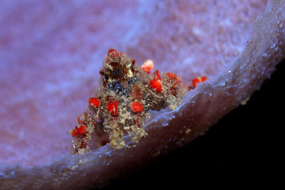 Cryptic teardrop crab on purple vase sponge