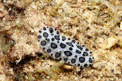 Black-spotted nudibranch