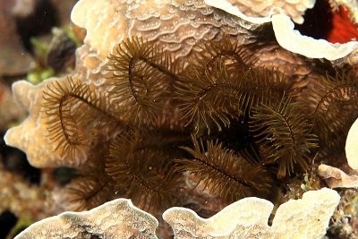Crinoid in coral
