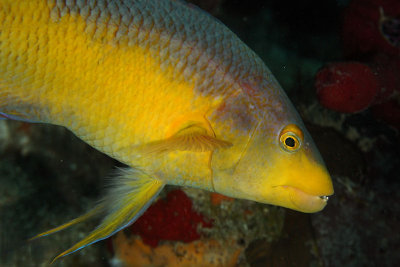 Spanish hogfish