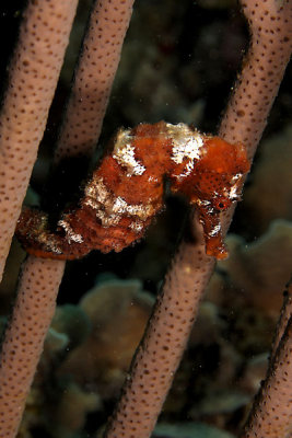 Seahorse on rod coral