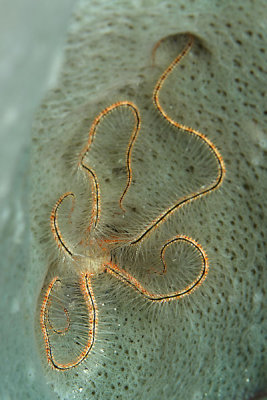 Brittle star in vase sponge