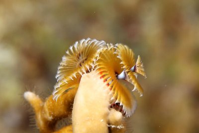 Christmastree worm on fire coral