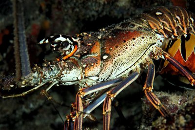 Spiny lobster