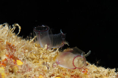 Purple tunicates