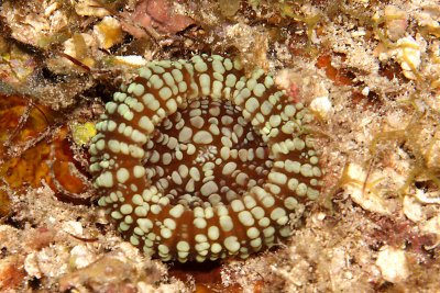 Disc coral