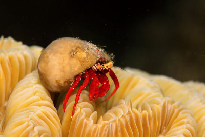 Red hermit crab