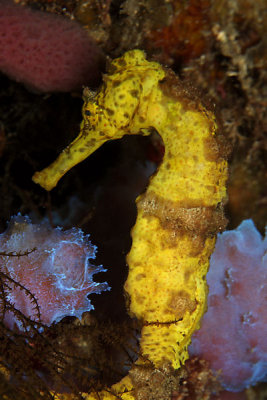 Yellow seahorse on CCV wall