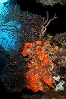 Reef scene with elephant ear sponge and deep sea gorgonian coral