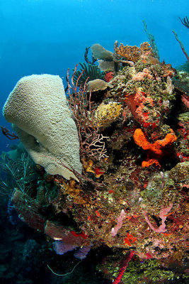 Reef scene