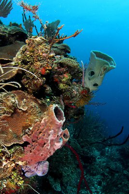 Reef scene