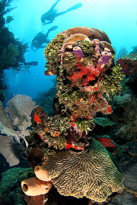 Reef scene