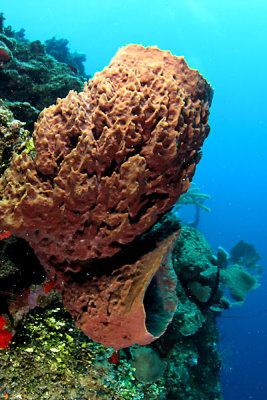 Reef scene w/double barrel sponge