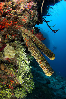 Reef scene