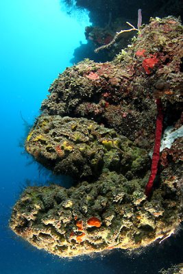 Convoluted barrel sponge