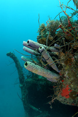  Sponges growing on the Prince Albert