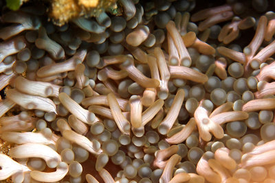 Carpet anemone