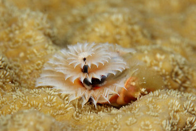 Small christmas tree worm