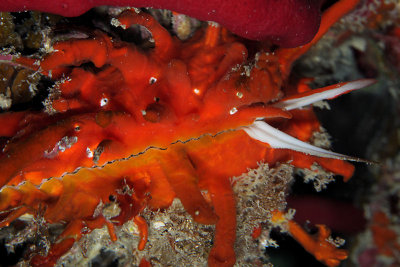 Atlantic thorny oyster