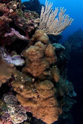 Reef scene