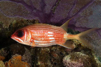 Squirrelfish