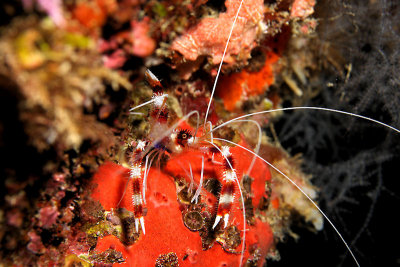 Banded cleaner shrimp