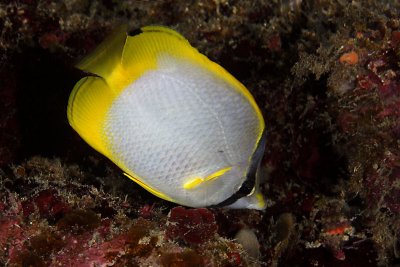 Spotfin butterflyfish