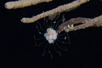 See the two shrimp in the center and the small ones on the tentacles - not in clear focus - I didn't see them while shooting