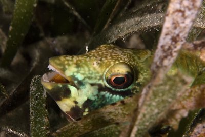 Parrotfish hiding in turtle grass