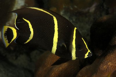 Juvenille French angelfish