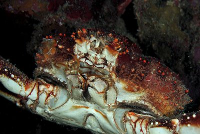 Channel clinging crab