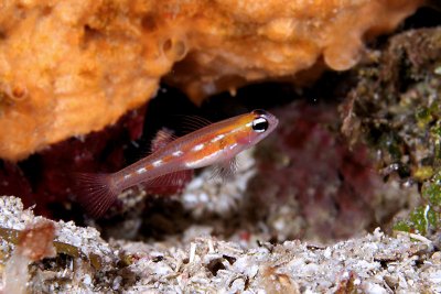 Masked goby