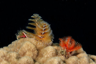 Christmas tree worm and horseshoe feather duster