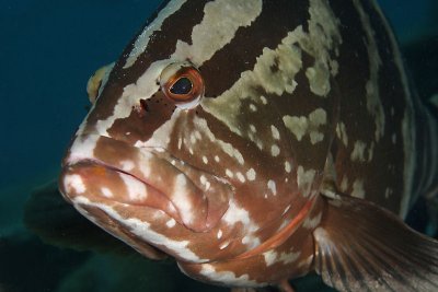 Nassau grouper