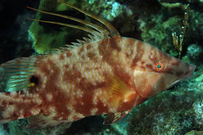 Hogfish - mottled phase