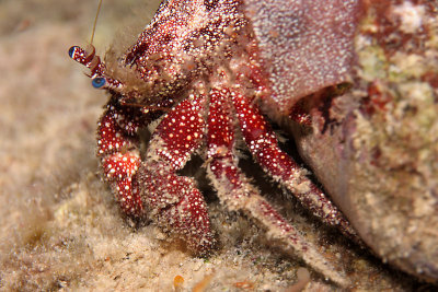 White-speckled hermit crab