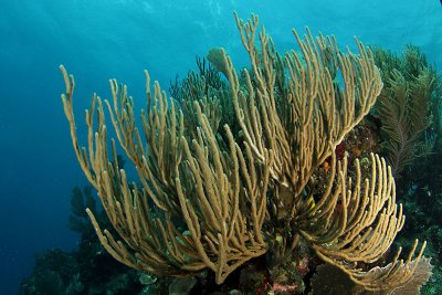 Sea rod coral