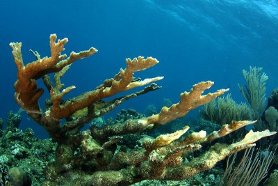 Elkhorn coral