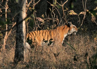 Pench Tiger Reserve - 15 march 2011
