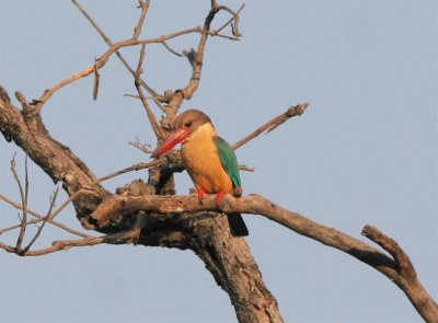 Pench Tiger Reserve - 17 march 2011