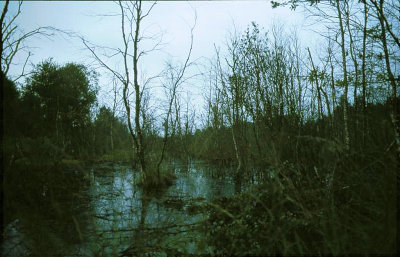 The swamps