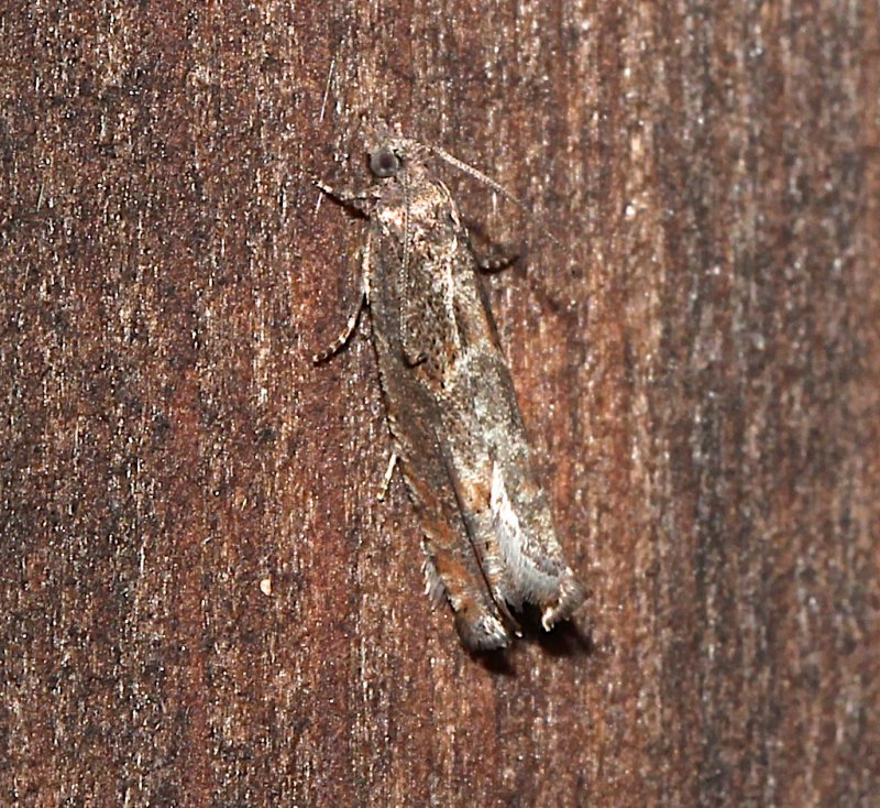 Pseudexcentera sp.