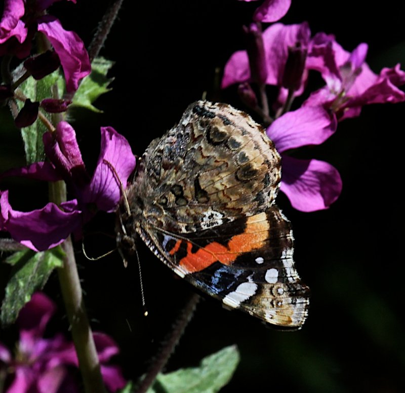 Red Admiral ventral