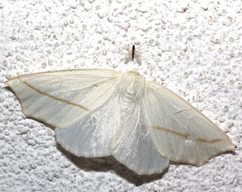 6964, Tetracis cachexiata, White Slant-line