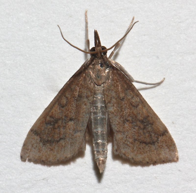 5079, Udea rubigalis, Celery Leaftier