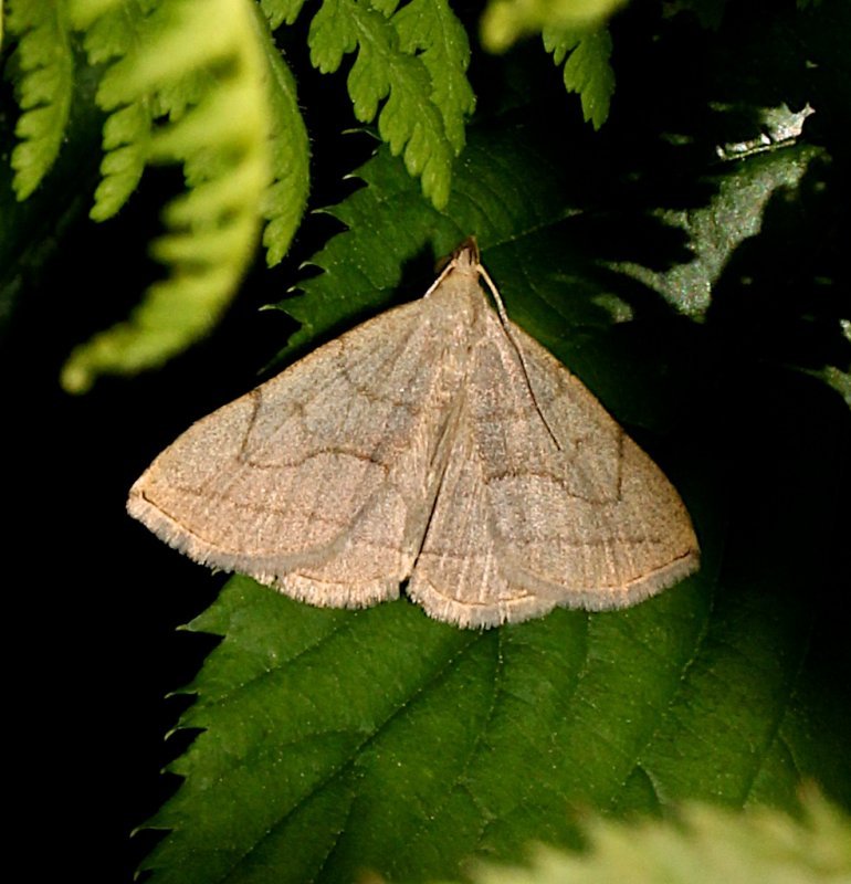 8348,  Zanclognstha pedipilalis, Grayish Zanclognatha